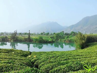 黃山、杭州聯(lián)合印發(fā)實施《新安江流域水生態(tài)環(huán)境共同保護(hù)規(guī)劃》 開啟流域共保共建共享新篇章